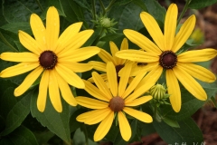 Native Plants - Summer