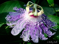 blossom-of-passion-flower-vine