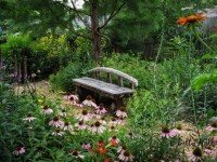 Cedar bench near rain garden