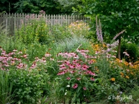 colorful-july-garden-blossoms