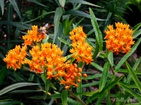 honey-bee-on-butterfly-weed