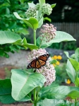 monarch-on-common-milkweed