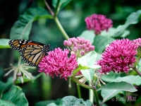 monarch-on-purple-mlkweed