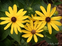 orange-coneflowers