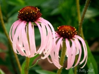 pale-purple-coneflowers