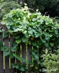 pipevine