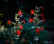 Royal Catchfly