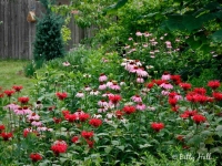 scarlet-bee-balm-and-purple-coneflowers