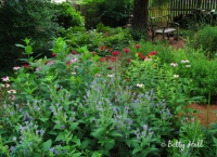 Summer garden and bench