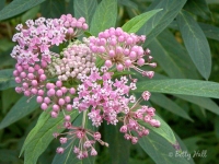 swamp-milkweed