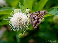 tawny-emperor-on-buttonbush