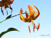 Turk's-cap lily
