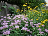 wild-bergamont-and-sunflowers