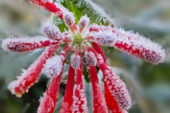 Native Plants - Winter