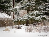 backyard-and-snow