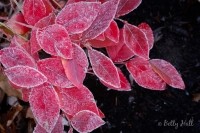 Blueberry leaves and frost