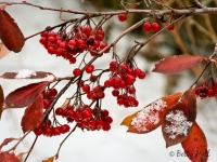 chokeberries-and-snow