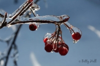 Chokeberry and ice