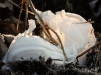 Frost Flowers on Dittany