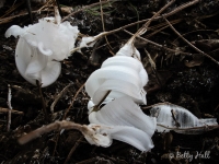 Frost Flowers on Dittany