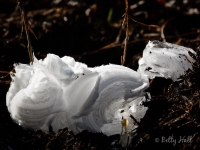 Frost Flowers on Dittany