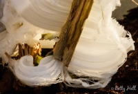 Frost Flowers on White Crownbeard