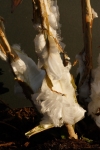Frost Flowers on White Crownbeard
