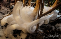 Frost Flowers on White Crownbeard