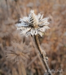 Frost on Purple Coneflower Seedpod