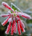 Frost on Trumpet Honeysuckle Blossom