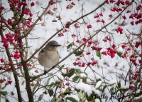 Mocking bird in wahoo tree