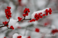 Winterberries and snow