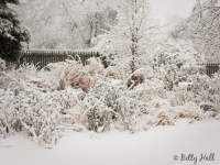winter-garden-and-snow
