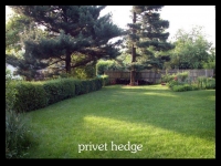 our-backyard-story-4