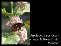 our-backyard-story-41