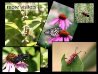 our-backyard-story-48