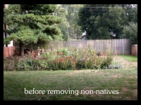 our-backyard-story-6