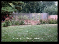 our-backyard-story-7