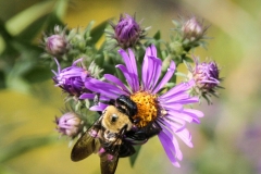 Backyard Pollinators