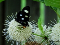 8-spotted forester moth on button bush