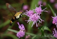 Snowberry clearwing moth