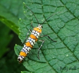 Ailanthus moth
