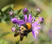 Bumble bee on aster
