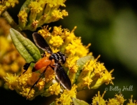 Feather-legged fly