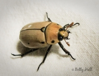 Grapevine beetle