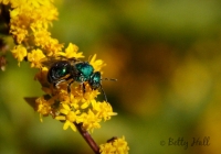 Green sweat bee