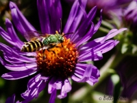 Half-green sweat bee