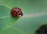 Lady bug