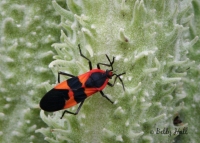Large milkweed bug