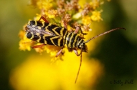 Locust borer moth